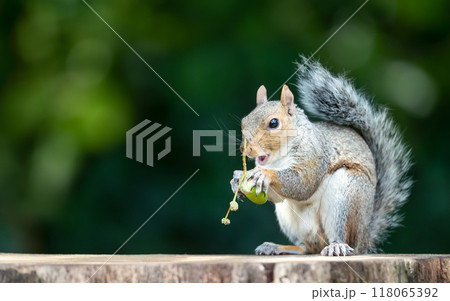 Portrait of a grey squirrel eating acorn on a tree stump in autumn 118065392