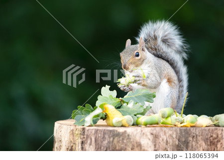 Portrait of a grey squirrel eating green hazelnuts on a tree stump in autumn 118065394