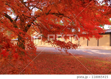 京都御苑（京都市上京区）公園　京都迎賓館前の紅葉 118065415