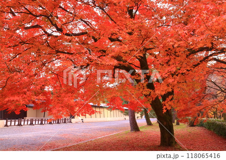 京都御苑（京都市上京区）公園　京都迎賓館前の紅葉 118065416