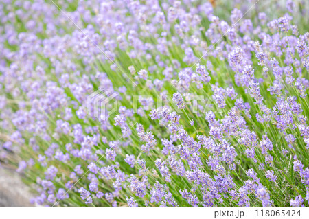 purple lavender flowers on a hot summer day purple lavender flowers on a hot summer day 118065424