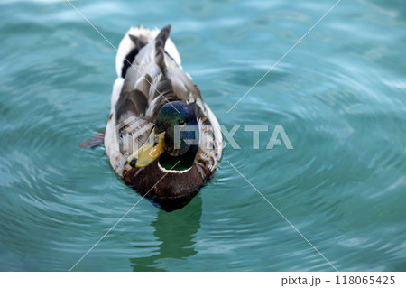duck in blue water close-up from the beak side. Yellow beak drake close-up 118065425