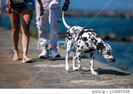 A Dalmatian dog walks with its owners along the sea A Dalmatian dog walks with its owners along the sea 118065426