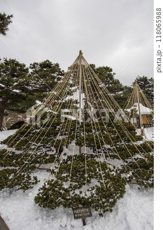 雪の御薬園の風景　会津松平氏庭園の雪景色　雪吊りが施された松の木　会津若松観光名所　福島観光スポット 118065988