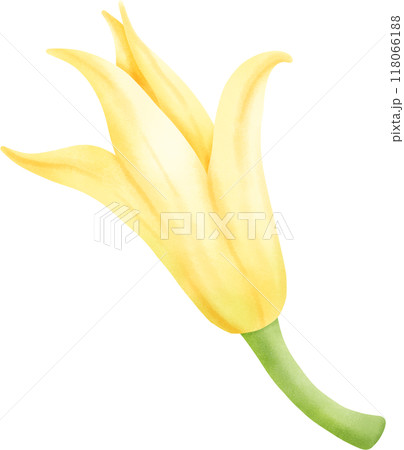 Champa flower 118066188