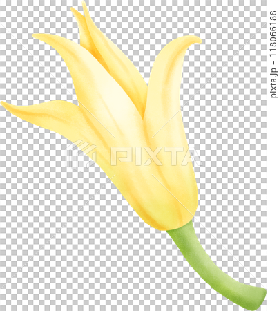Champa flower 118066188