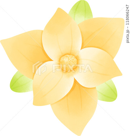 Magnolia coco flower 118066247