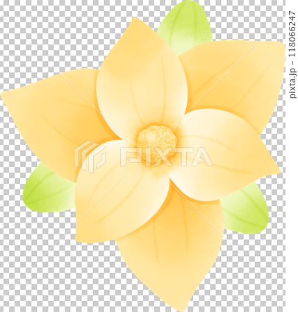 Magnolia coco flower 118066247
