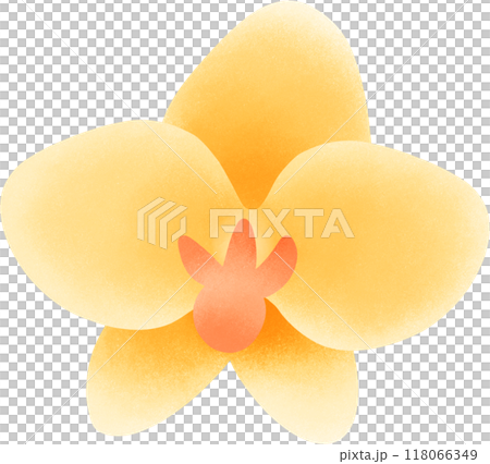 yellow orchid 118066349