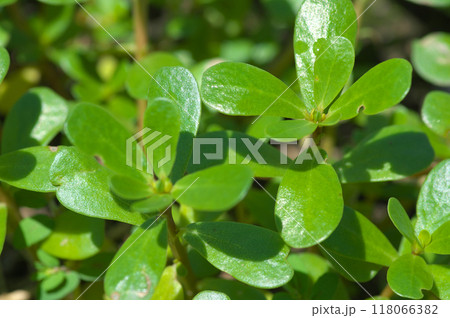 陽射を浴びるスベリヒユの葉 118066382