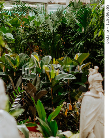 Many different plants in flower pots in flowers store. 118066665