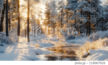 Snowy Forest with Tall Pine Trees at Golden Hour and Warm Sunlight Filtering Through Branches 118067026