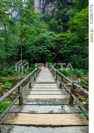 Bridge to the jungle,Khao Yai national park,Thailand 118067078