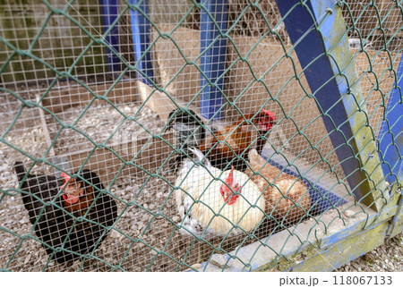 A group of chickens are inside a cage. 118067133