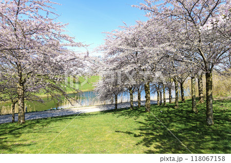 Cherry Blossom in Langelinie park on a beautiful spring day. Sakura festival in Copenhagen 118067158