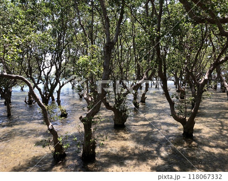 Mangrove Forest in Talabong Mangrove Park Bais City Philippines Photo 118067332