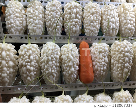 White Pearl Bitter Melon or Momordica charantia or bitter gourd photo 118067337