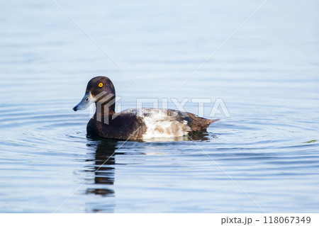 Male duck Lesser Scaup in bright breeding plumage is swimming in calm lake waters. Male duck Lesser Scaup in bright breeding plumage is swimming in calm lake waters. 118067349