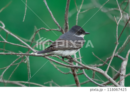 Bird Eastern kingbird is sitting on a twig in the summer park. Bird Eastern kingbird is sitting on a twig in the summer park. 118067425