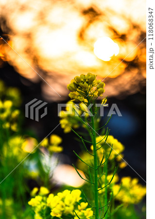 菜の花と夕焼け 118068347