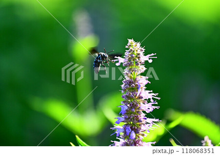 ブルービー2 118068351