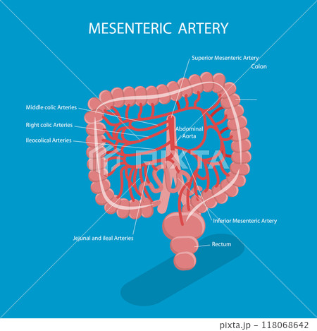 3D Isometric Flat Vector Illustration of Mesenteric Artery, Abdominal Blood Flow System 118068642