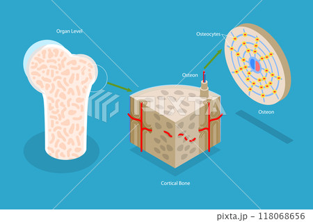 3D Isometric Flat Vector Illustration of Osteon, Diagram of Haversian System with Compact Bone Structure 118068656