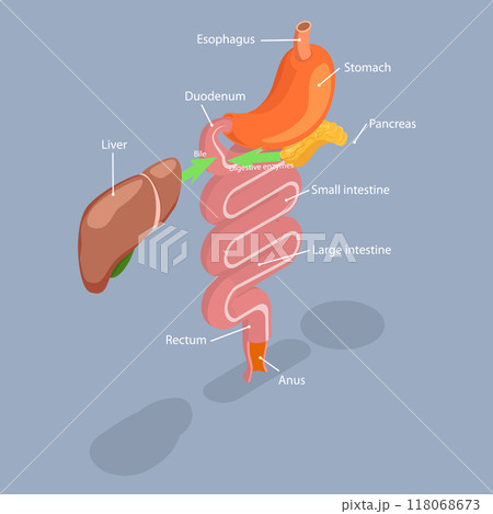 3D Isometric Flat Vector Illustration of Human Digestive System, Process of Dissolution, Absorption and Fermentation 3D Isometric Flat Vector Illustration of Human Digestive System, Process of Dissolution, Absorption and Fermentation 118068673