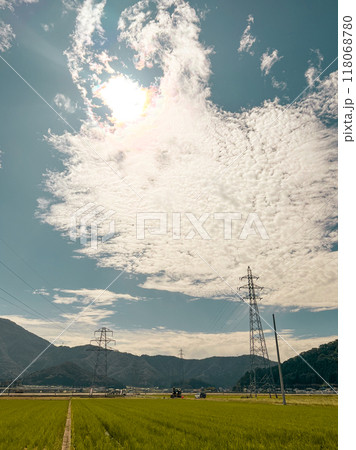 北陸　福井県　武生　夏の田んぼ　夏休み　 118068780