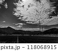 北陸　福井県　武生　田舎の夏休み　田んぼ 118068915