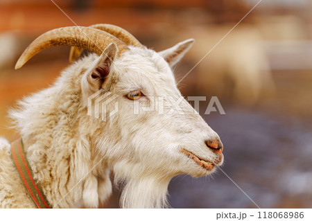 Goat close up gracefully making their way across a muddy field on farm. 118068986