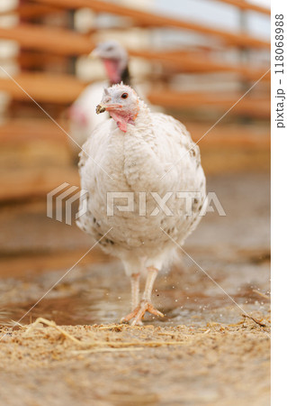 Turkey walks on a farm. Organic animals farm. Vertical photo Turkey walks on a farm. Organic animals farm. Vertical photo 118068988