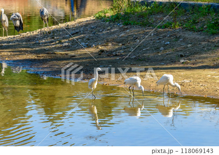Common Crane chicks or Grus grus hunt fish. 118069143