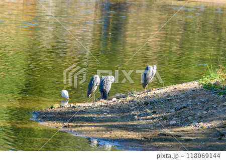 Common cranes or Grus grus rest on the shore in the sun. 118069144