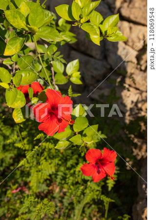 Red hibiscus Hibiscus rosa-sinensis flower. Chinese rose or Hawaiian hibiscus plant in sunlight. Nature concept for design. 118069548