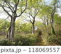 新緑に包まれた小道 118069557