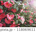 赤い椿　 118069611