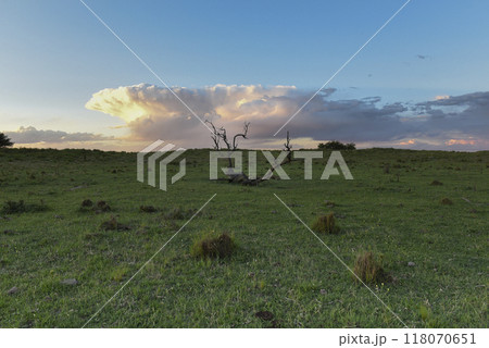Calden tree landscape, La Pampa province, Patagonia, Argentina. Calden tree landscape, La Pampa province, Patagonia, Argentina. 118070651