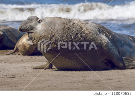 Male elephant seal, Peninsula Valdes, Patagonia, Argentina Male elephant seal, Peninsula Valdes, Patagonia, Argentina 118070655