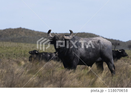 Water buffalo, Bubalus bubalis, species introduced in Argentina, La Pampa province, Patagonia. Water buffalo, Bubalus bubalis, species introduced in Argentina, La Pampa province, Patagonia. 118070658