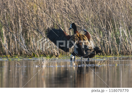 White faced Whistling Duck,  in marsh environment, La Pampa Province, Patagonia, Argentina. 118070770