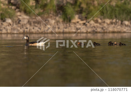 Southern wigeon, Anas sibilatrix, in marsh environment, La Pampa Province, Patagonia, Argentina. 118070771