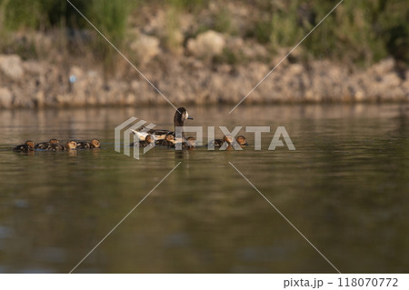 Southern wigeon, Anas sibilatrix, in marsh environment, La Pampa Province, Patagonia, Argentina. 118070772