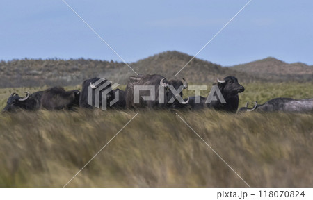 Water buffalo, Bubalus bubalis, species introduced in Argentina, La Pampa province, Patagonia. 118070824