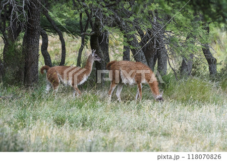 Lama animal, , in pampas grassland environment, La Pampa province, Patagonia, Argentina Lama animal, , in pampas grassland environment, La Pampa province, Patagonia, Argentina 118070826