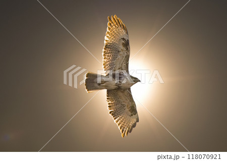 太陽を背に飛翔するノスリ 118070921