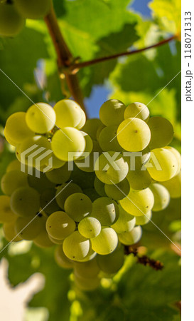 Fruit on White Wine Plant 118071313