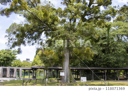 エノキとヤドリギ 太田宿中山道会館 エノキとヤドリギ 太田宿中山道会館 118071369