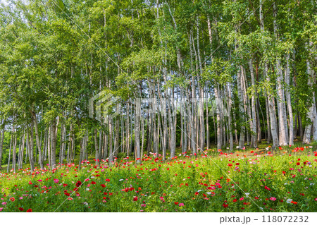 夏の北海道 富良野 ポピーの花畑と白樺の林 夏の北海道 富良野 ポピーの花畑と白樺の林 118072232