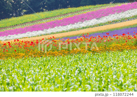 夏の北海道 富良野 カラフルな花畑 夏の北海道 富良野 カラフルな花畑 118072244